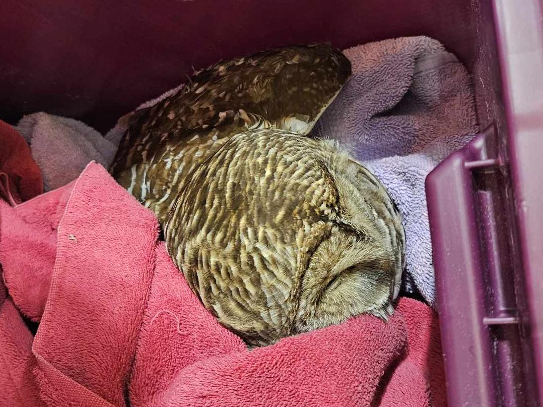 A barred owl in a crate