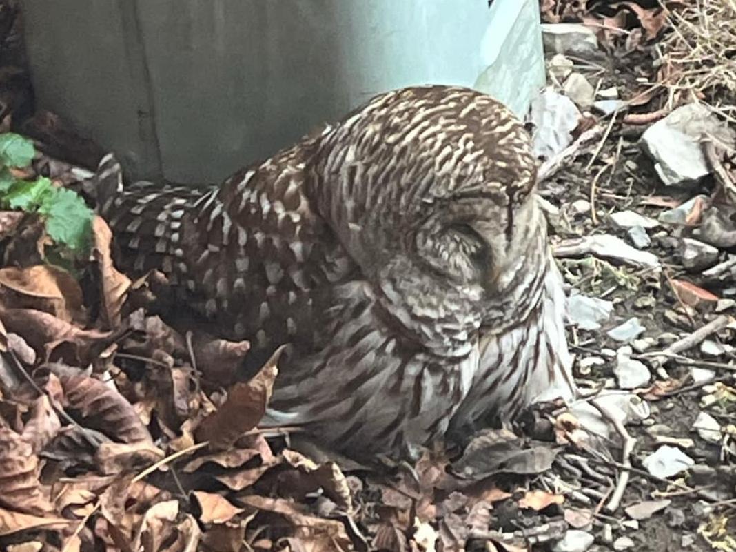 A barred owl sitting on the ground near Cook Hall at Ohio State Lima