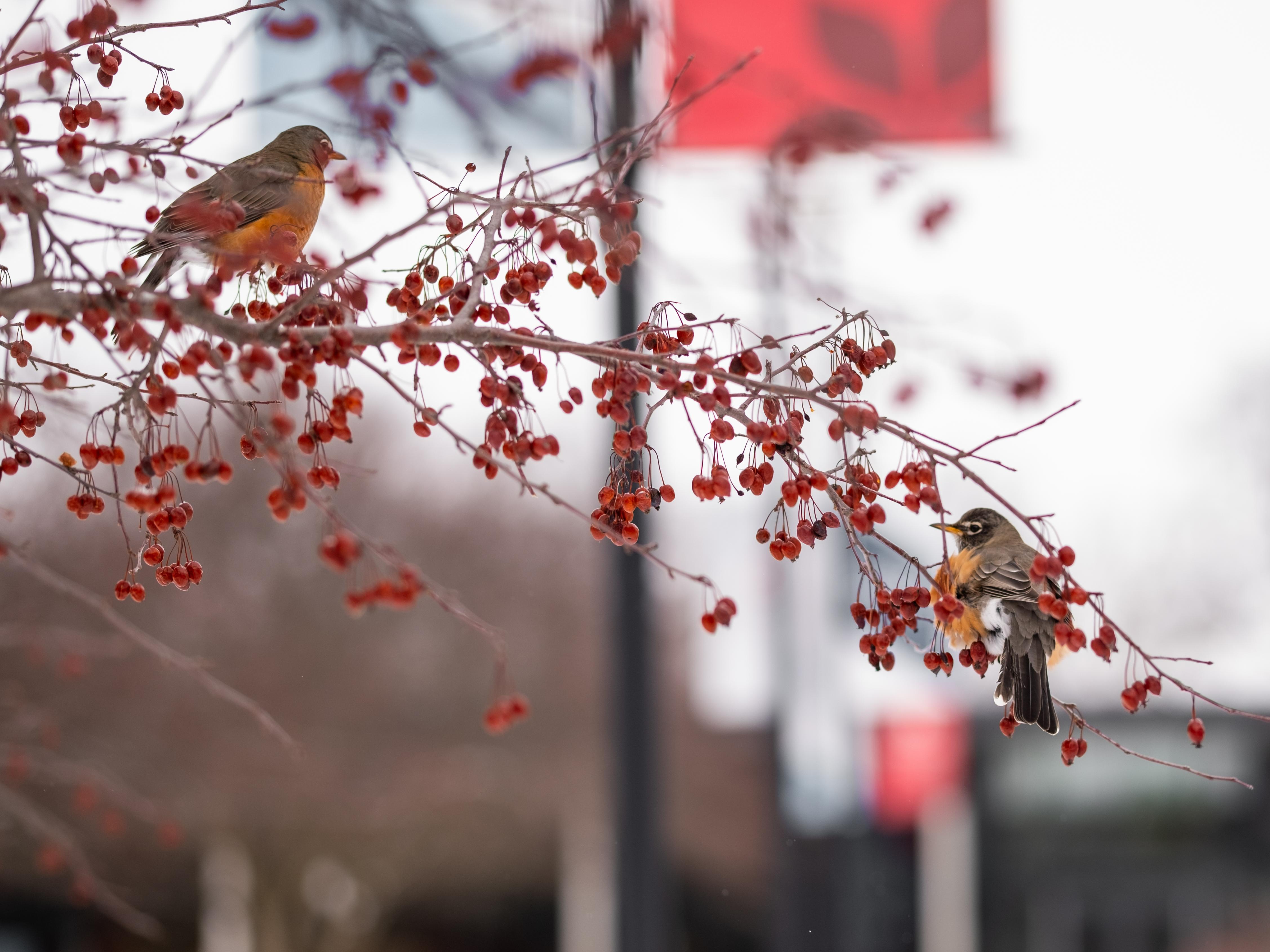Two robins sit on a branch with red berries