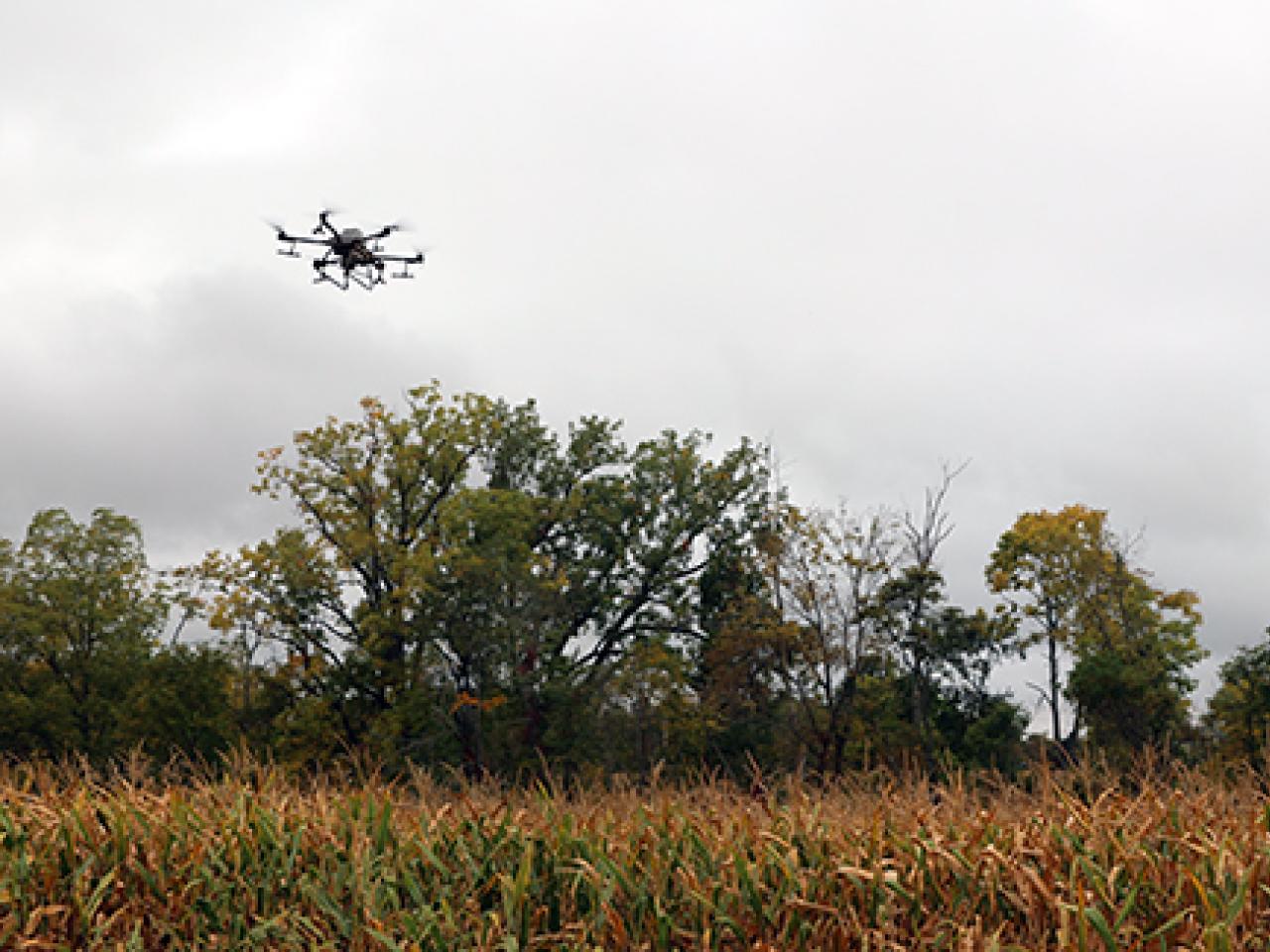 Agriculture drone plants rye into a corn field