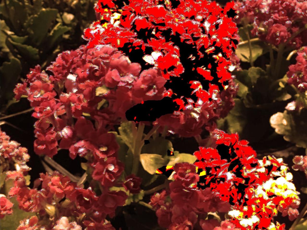 images of red flowers and modified landscapes from small bars_To Activate a Landscape art show