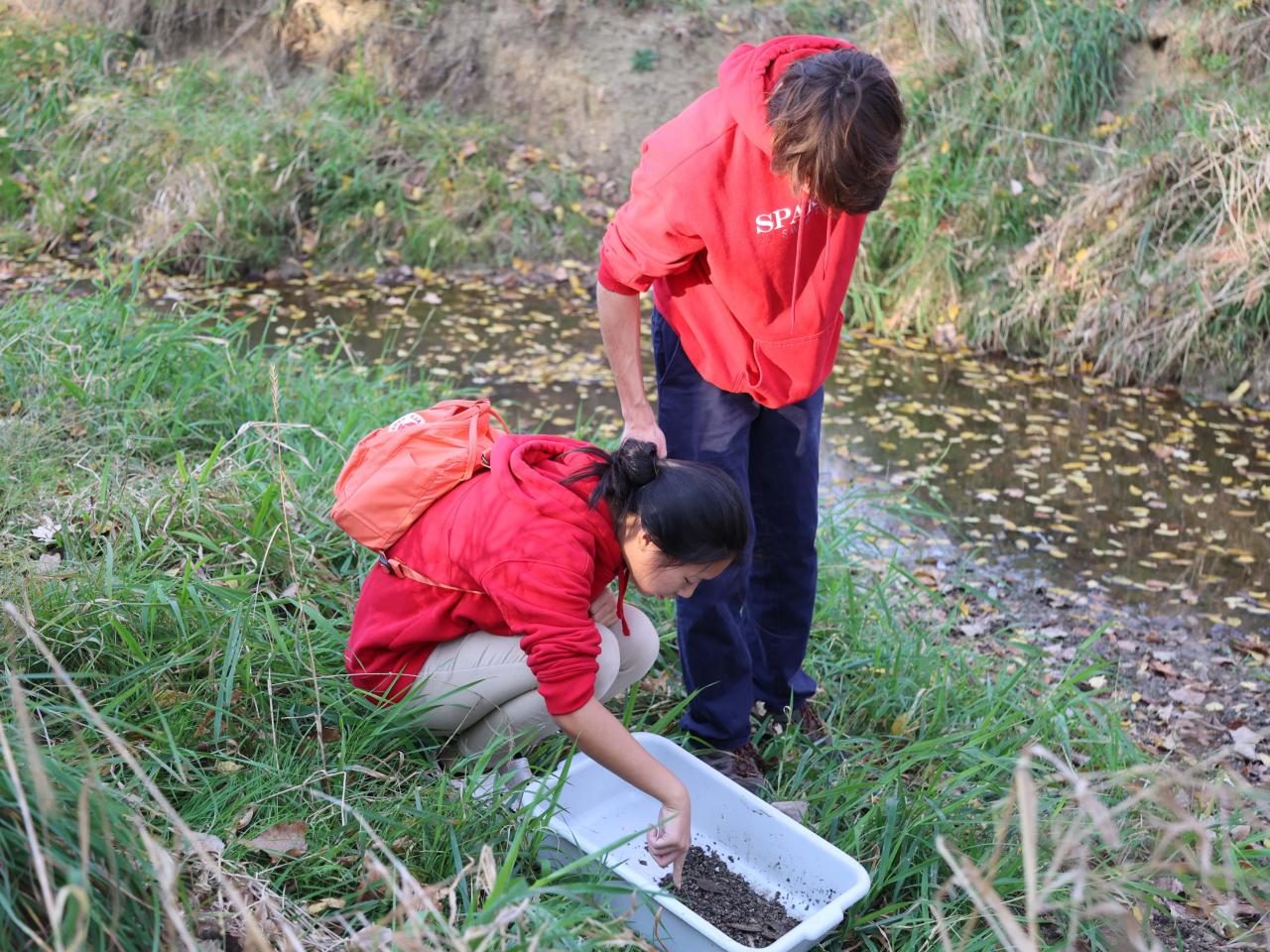 Two students dig through a tray of watery rocks for macroinvertebrates. 