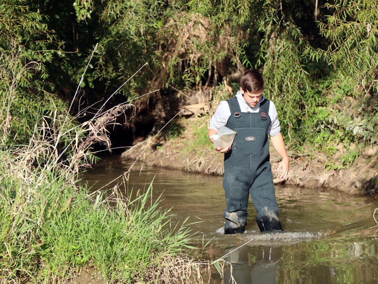 Undergraduate researcher Carter Welch wades through the Lost Creek at Ohio State Lima