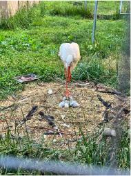 Clutch of storks at Fort Wayne Zoo