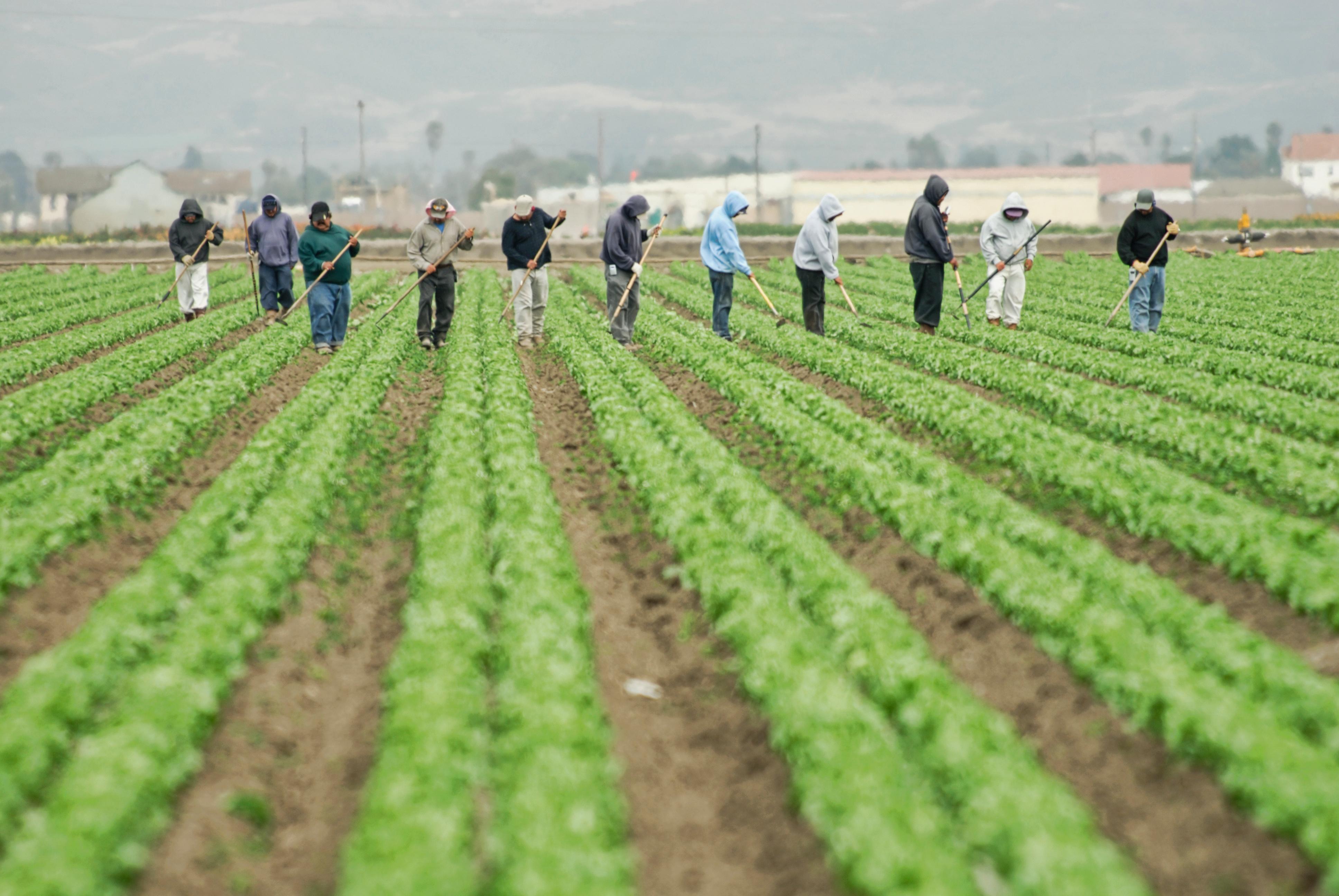 Farm workers in a field