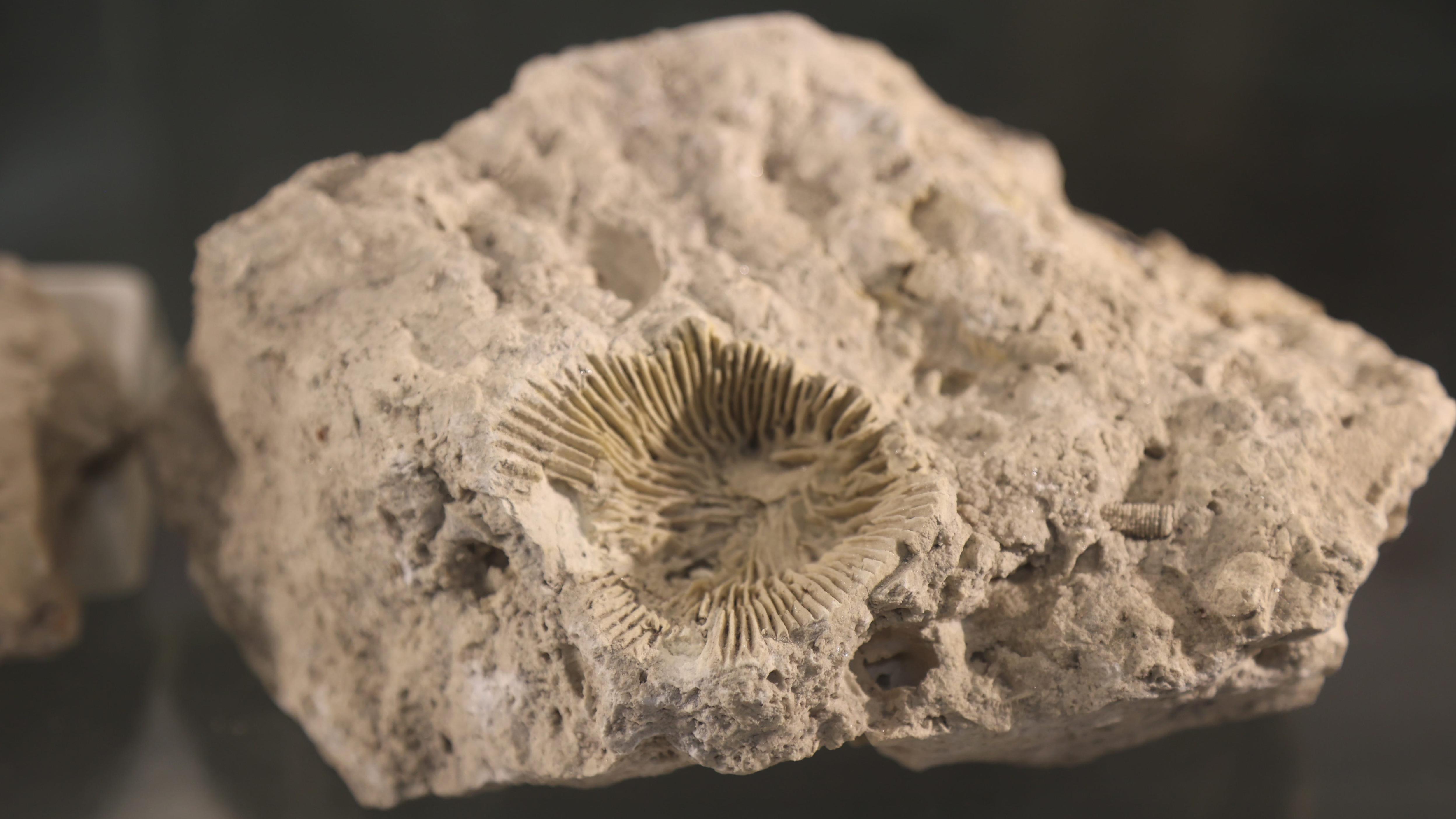 Fossil of Rugose "horn" corals