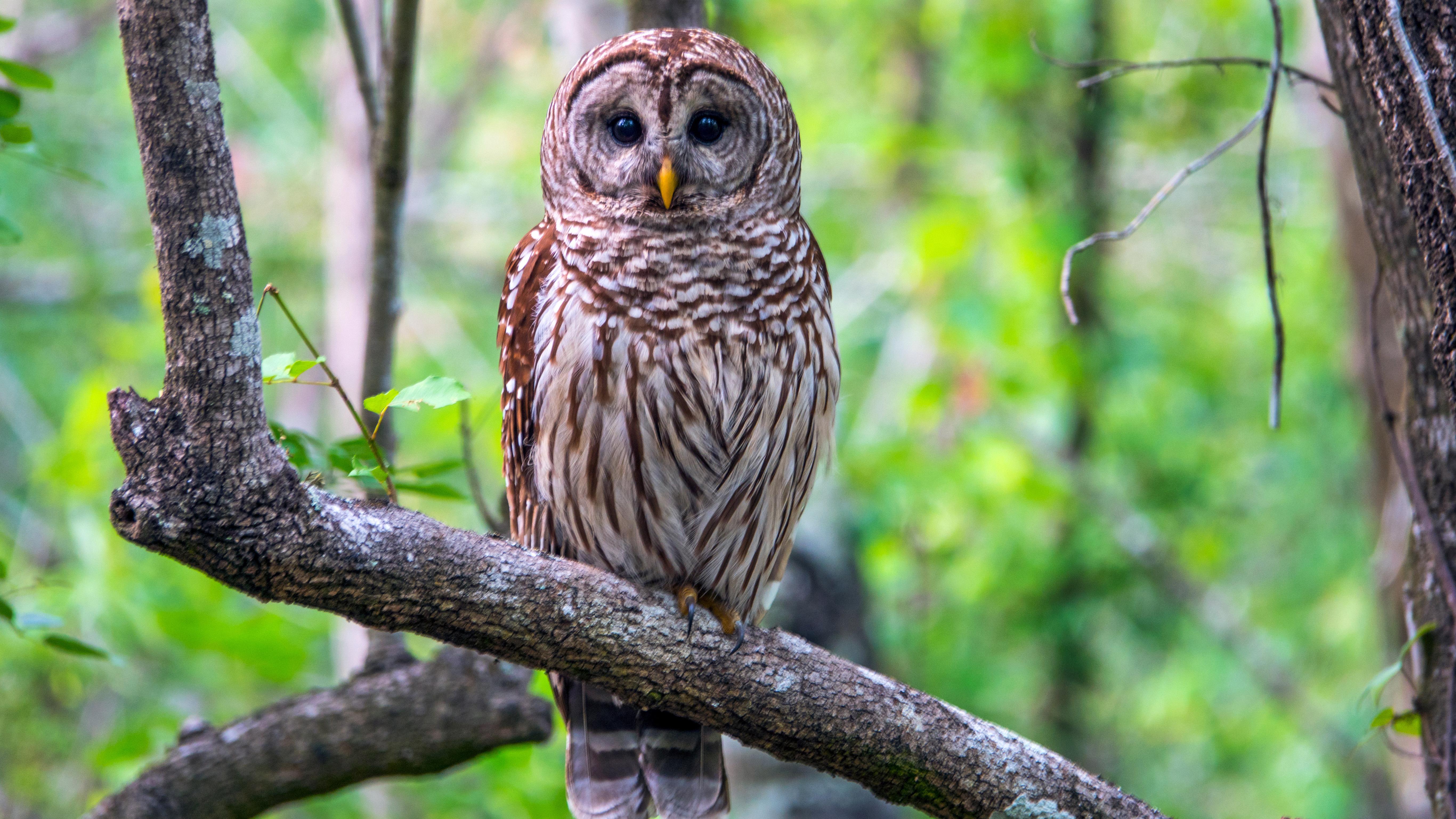 A barred owl on a tree branch