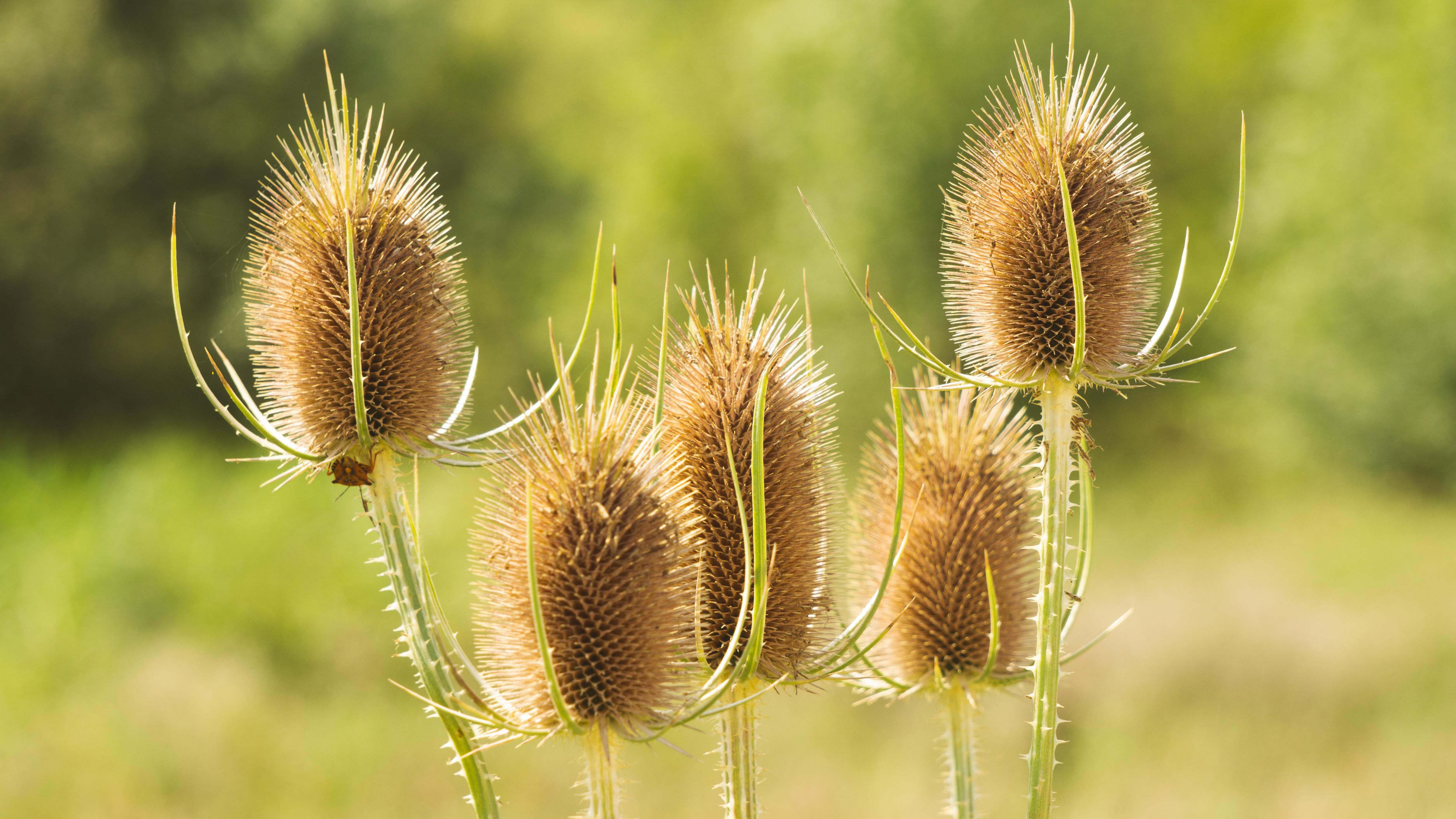 Teasel seed heads