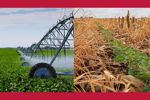 Pivot point irrigation equipment and cover crops in a field