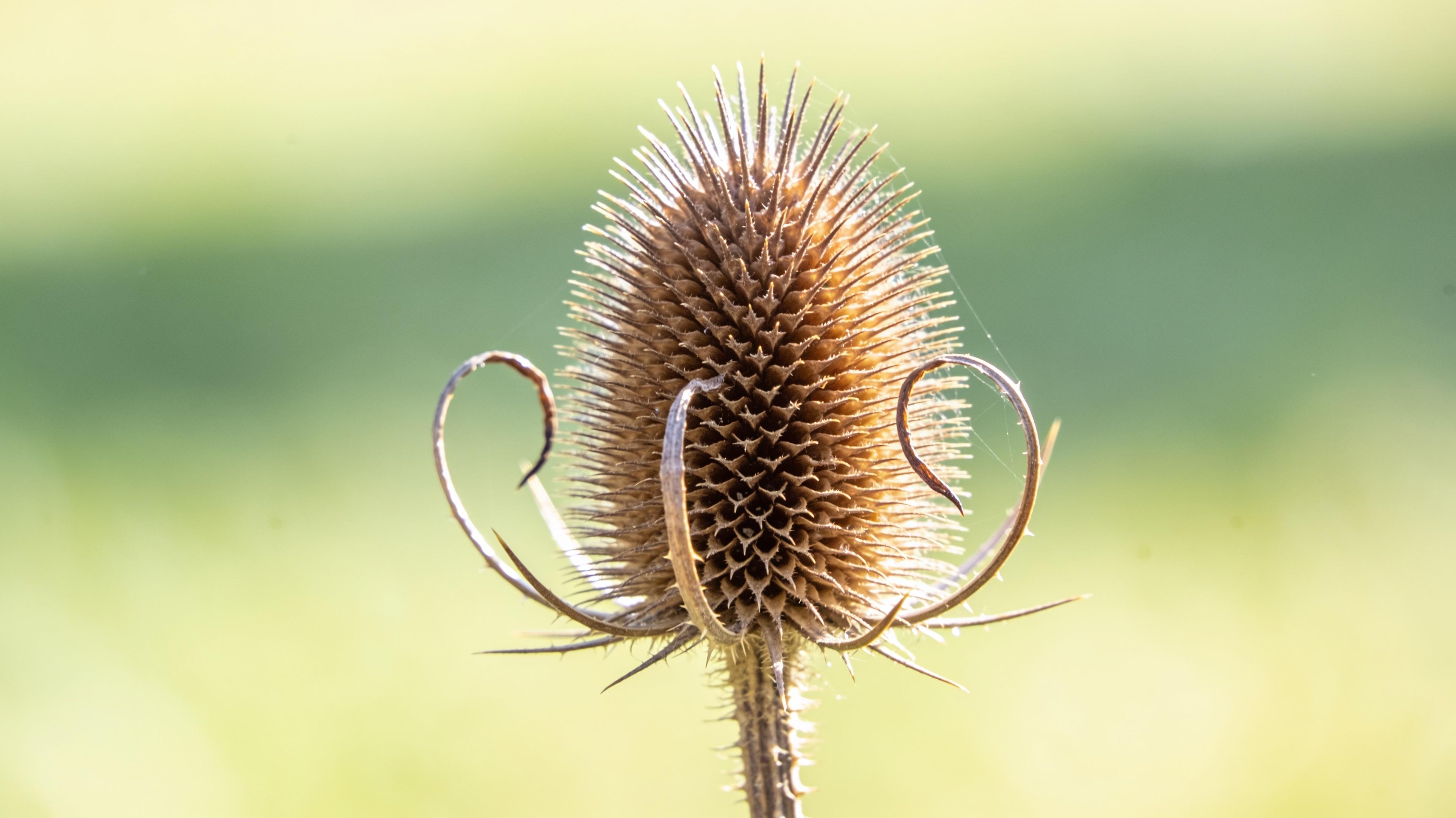 A teasel seed head in front of green background.